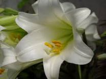 Easter Lily