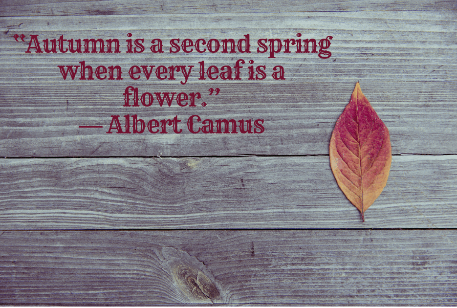 “Autumn is a second spring when every leaf is a flower.” ― Albert Camus